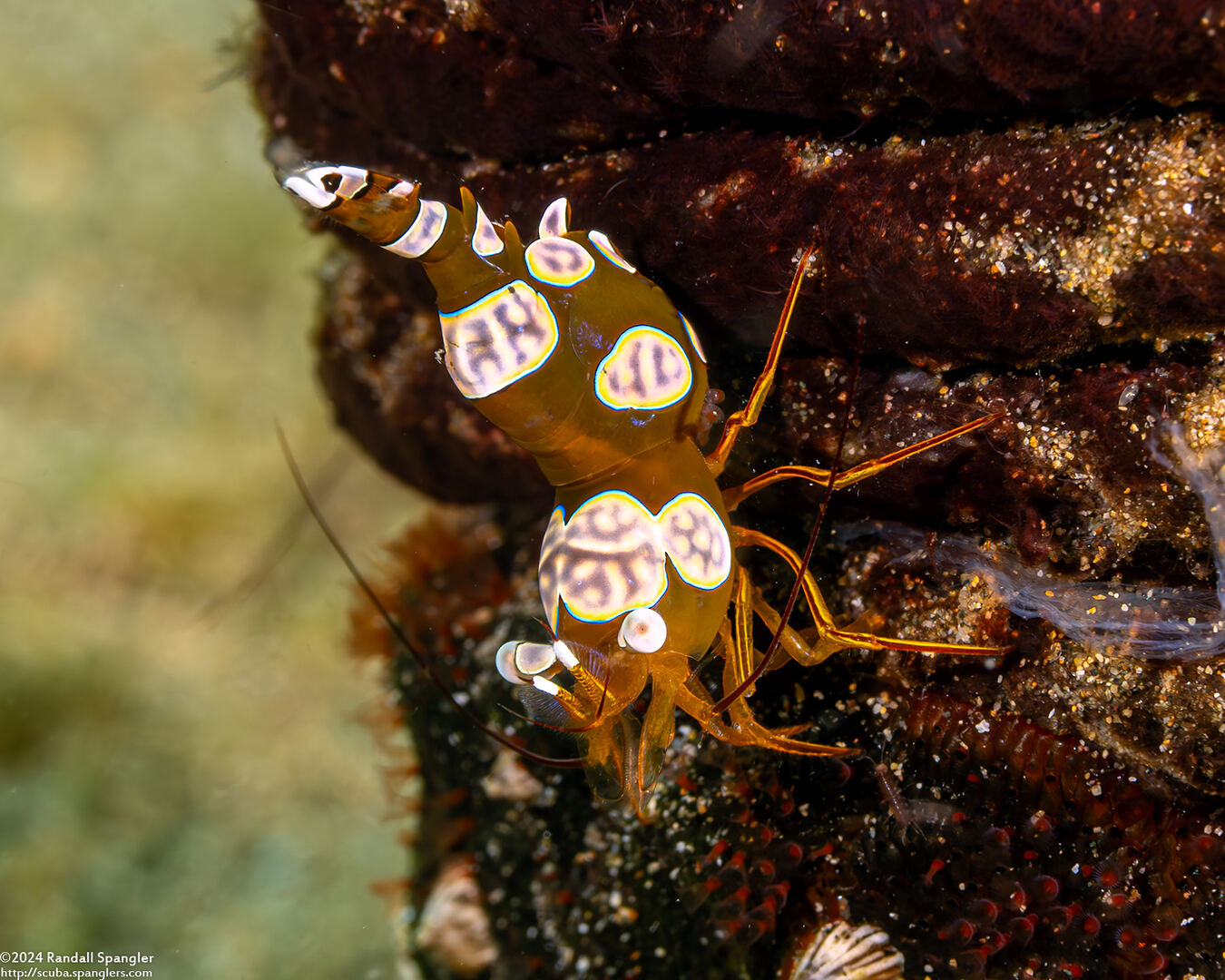 Thor amboinensis (Squat Shrimp)