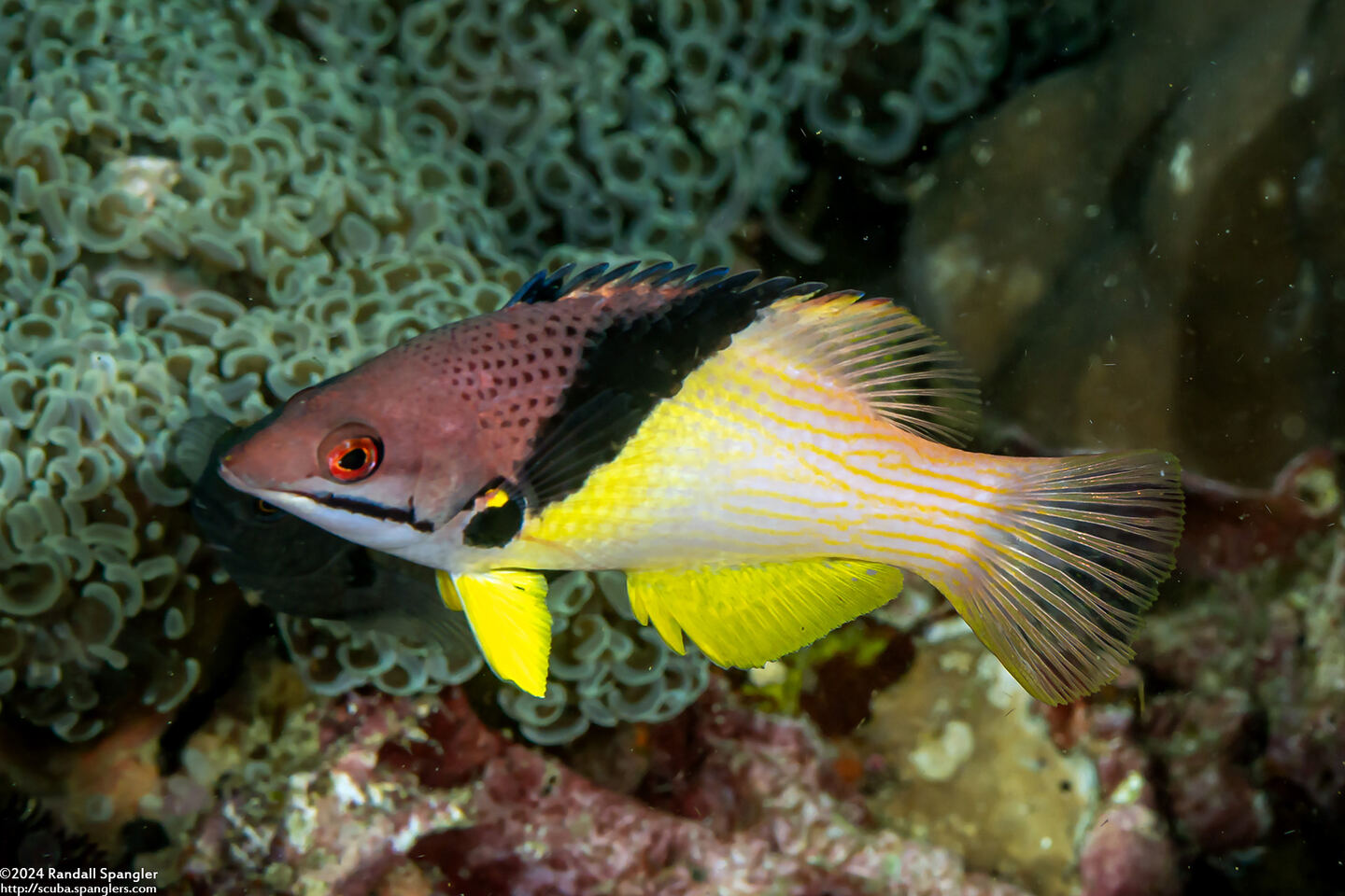 Bodianus mesothorax (Blackbelt Hogfish)
