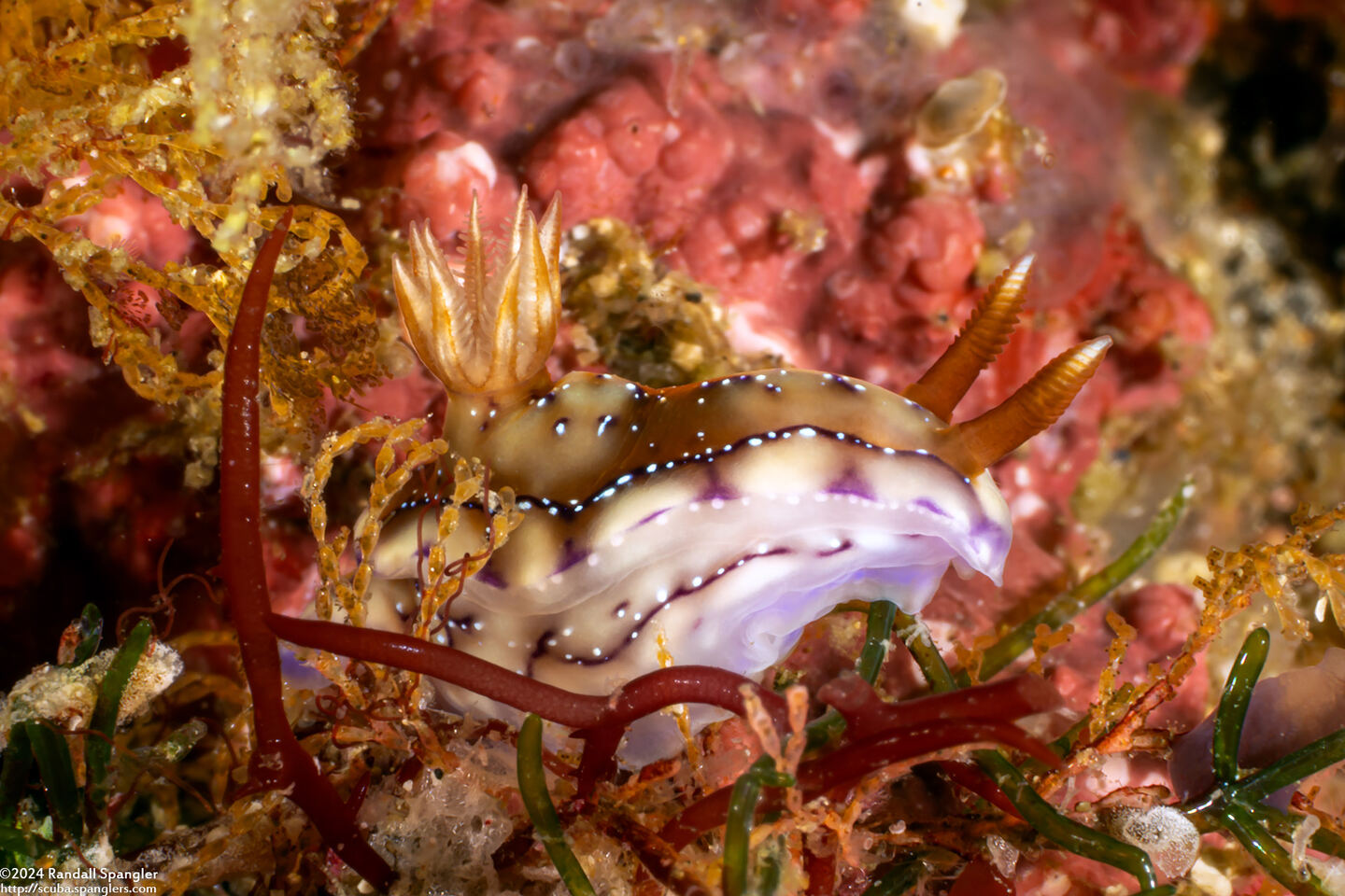 Hypselodoris krakatoa (Krakatoa Hypselodoris)