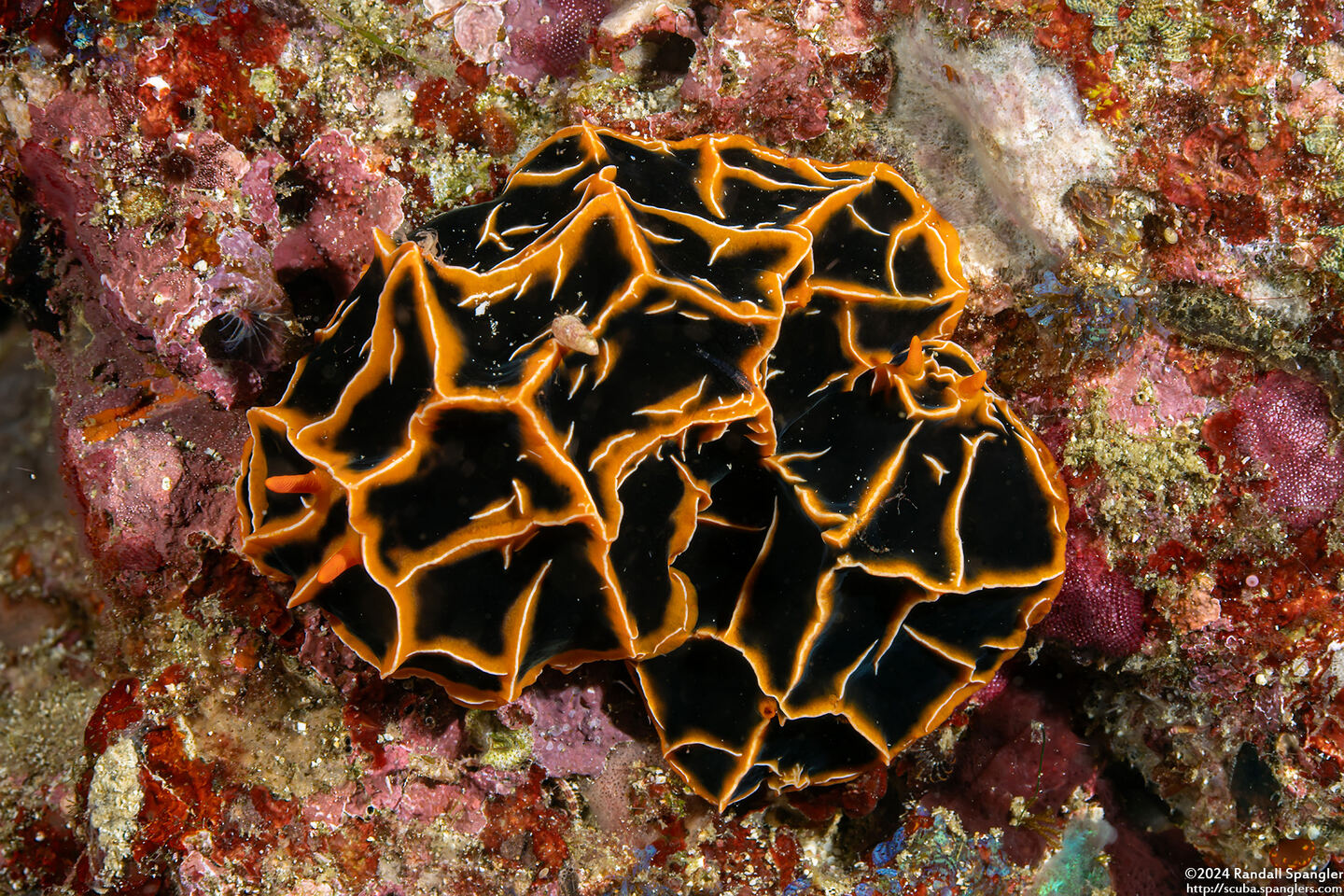 Reticulidia halgerda (Reticulidia Halgerda)