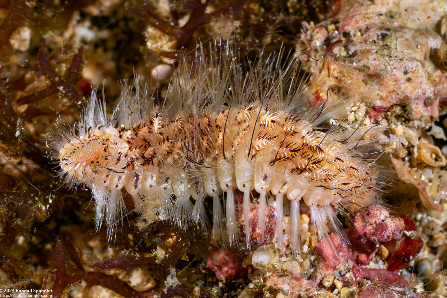 Chloeia bemisae (Chloeia bemisae)