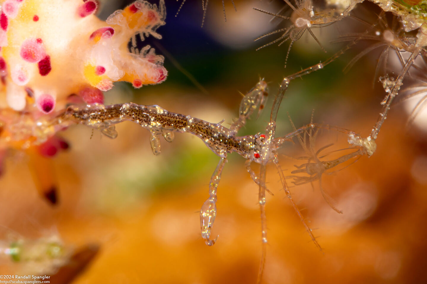 Caprella sp.1 (Skeleton Shrimp)