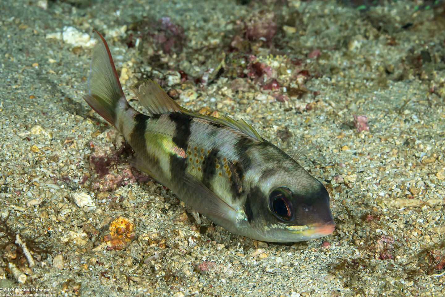 Scolopsis xenochrous (Pearl-Streaked Monocle Bream)