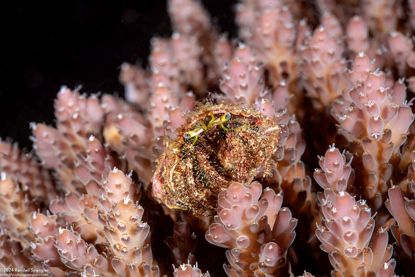 Dardanus lagopodes (Dark Knee Hermit Crab)