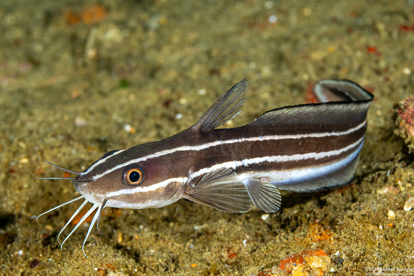Plotosus lineatus (Striped Catfish)