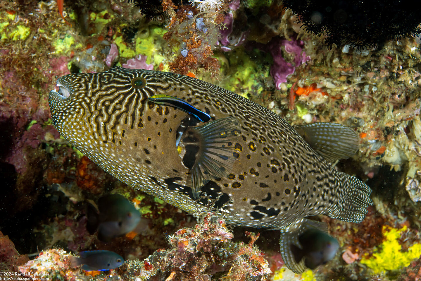 Arothron mappa (Map Puffer)