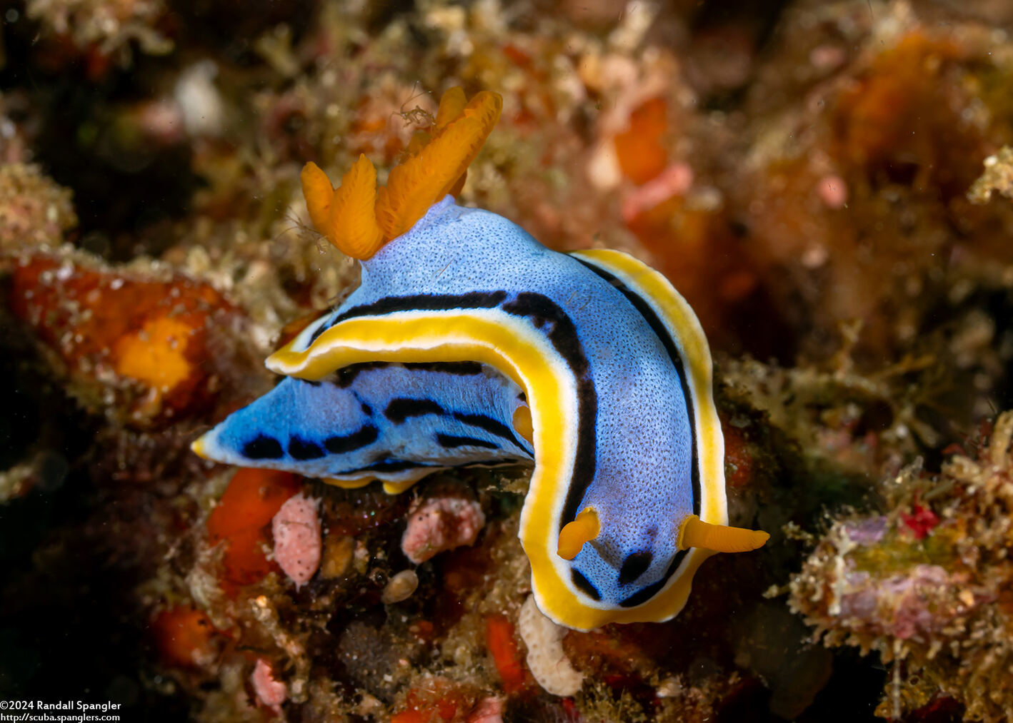 Chromodoris annae (Anna's Chromodoris)