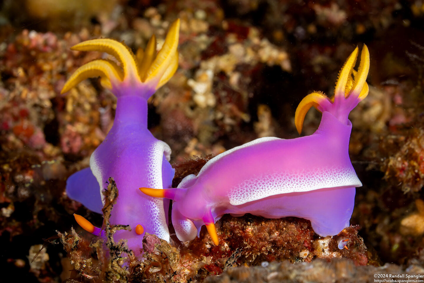 Hypselodoris apolegma (Robe Hem Hypselodoris)