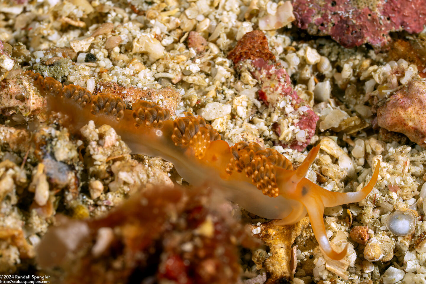 Moridilla brockii (Brock’s Moridilla)