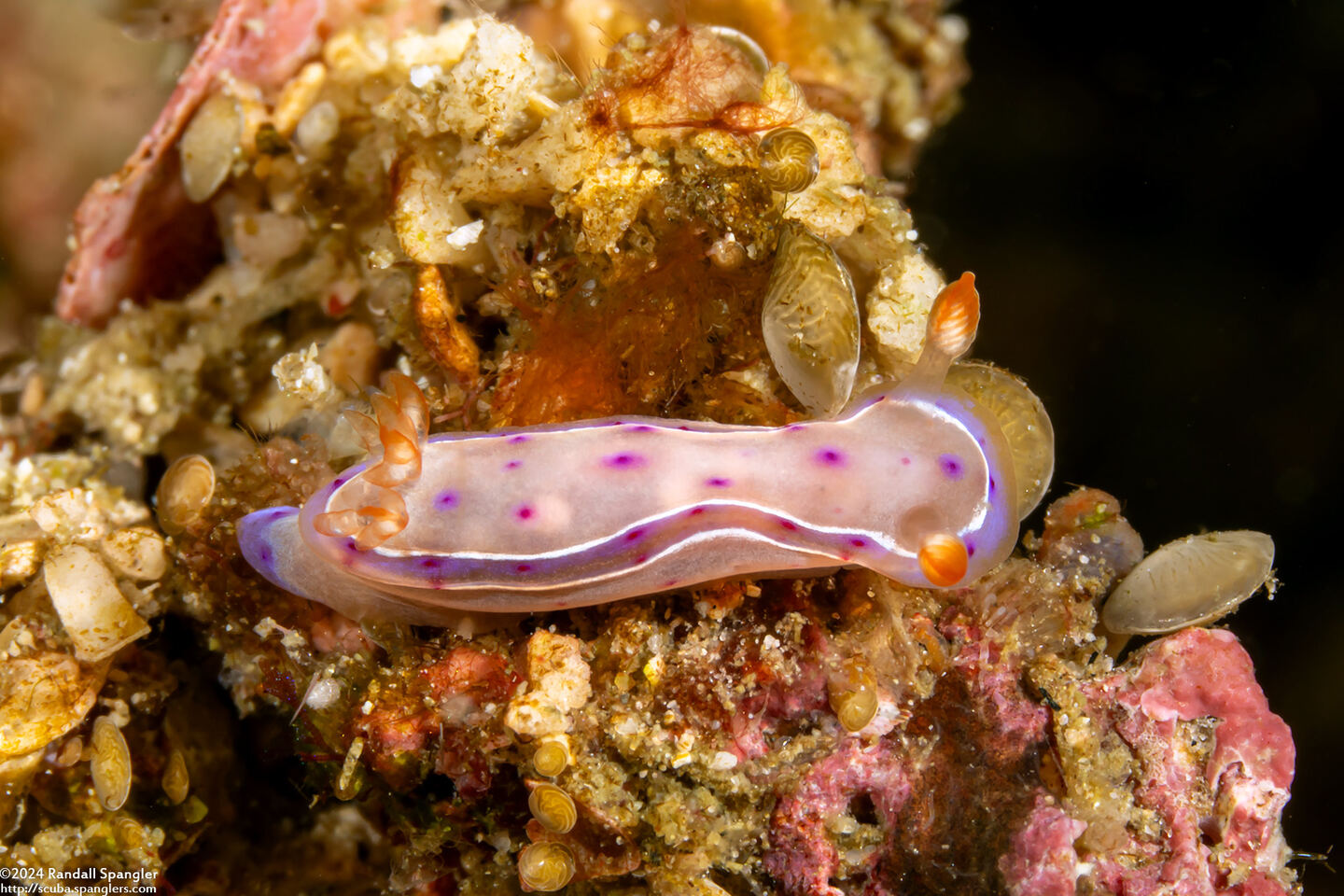 Hexabranchus lacer (Spanish Lace Dancer); Small juvenile