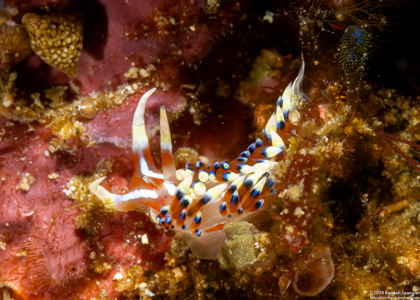 Caloria indica (Indian Caloria)