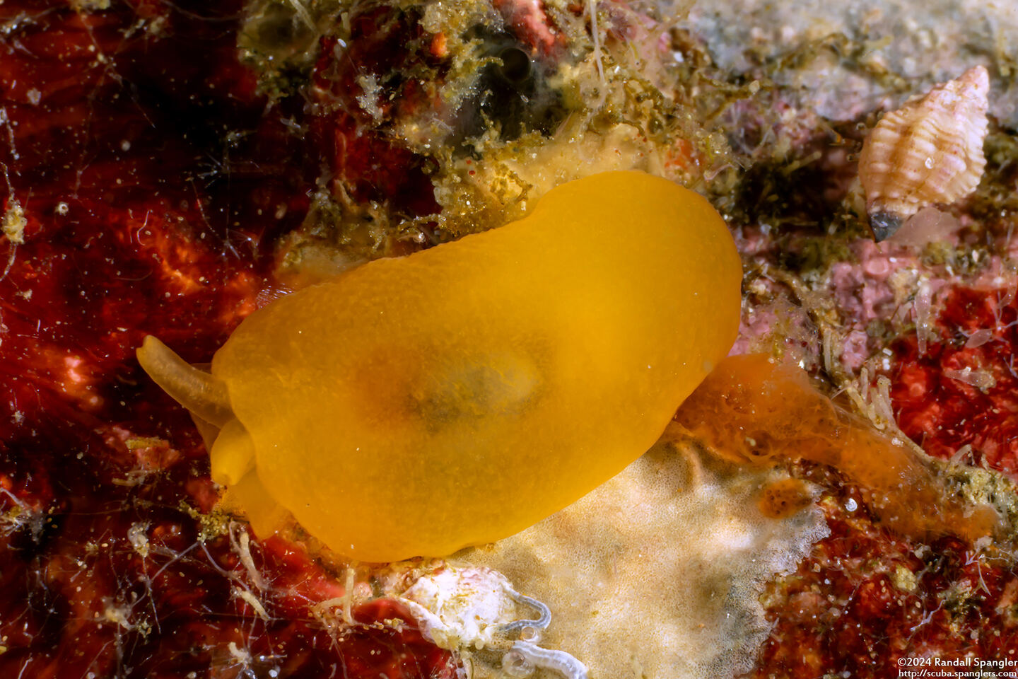 Berthellina delicata (Orange Gumdrop)