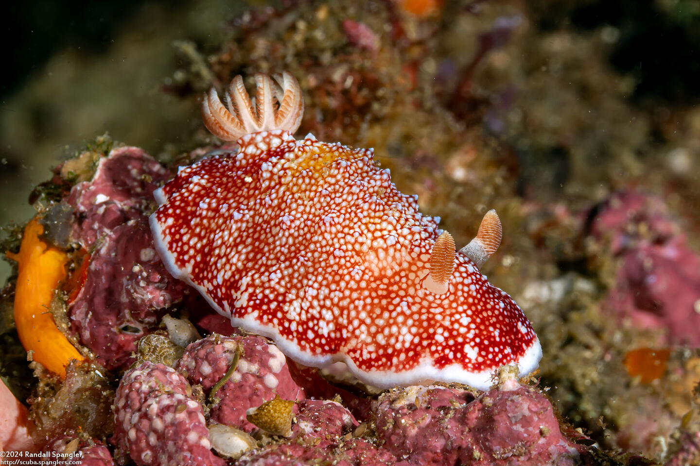 Chromodoris reticulata (Reticulated Chromodoris)