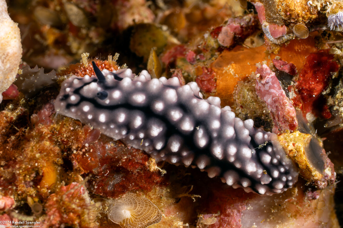 Phyllidiella granulata (Granulate Phyllidiella)