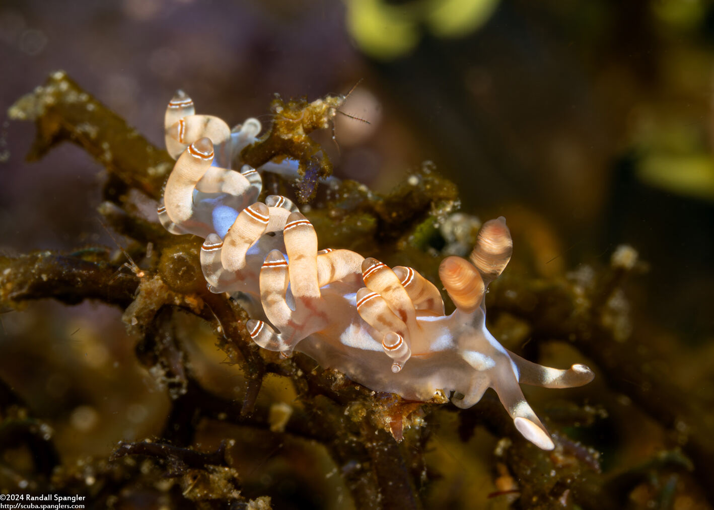 Samla bilas (Double-Ringed Samla)