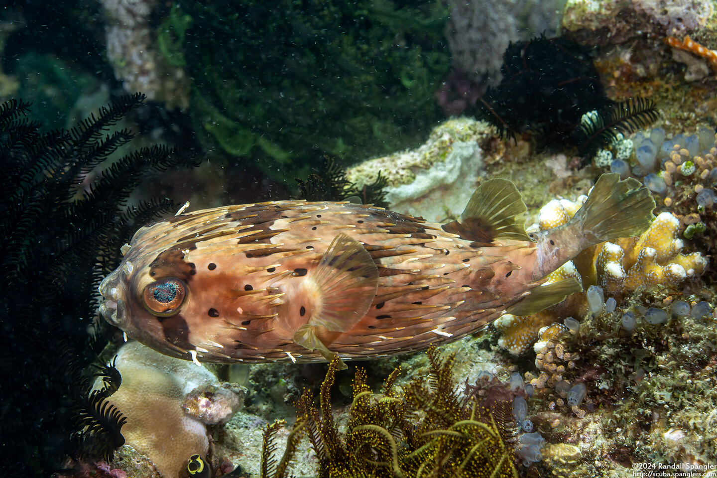Diodon holocanthus (Longspine Porcupinefish)