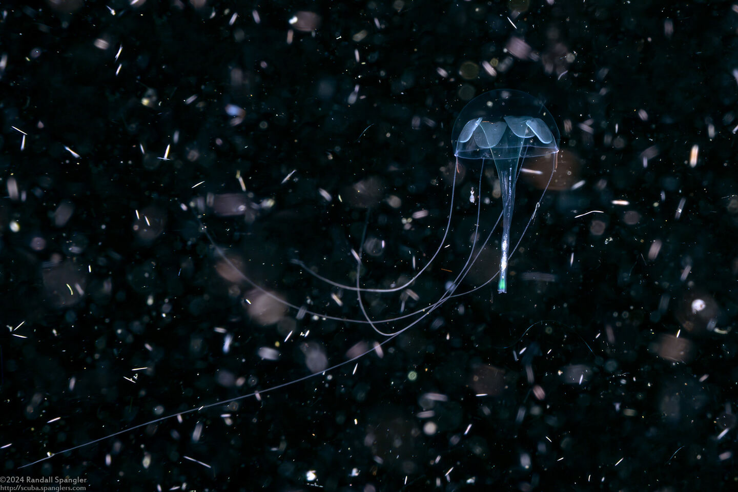 Geryonia proboscidalis (Geryonia Proboscidalis)