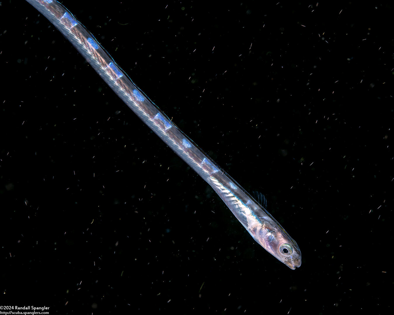 Xiphasia setifer (Snake Blenny)