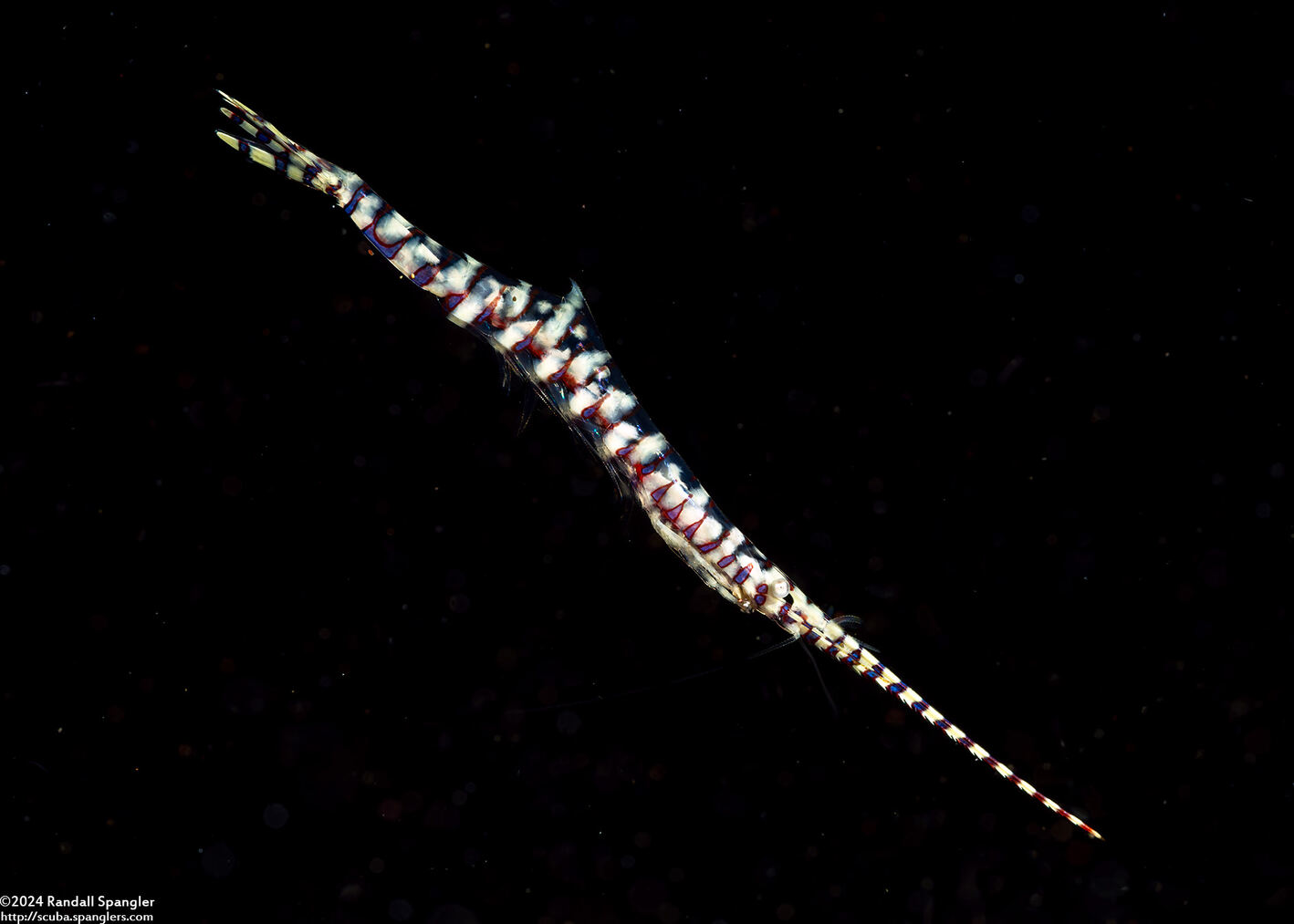 Tozeuma armatum (Banded Tozeuma Shrimp)