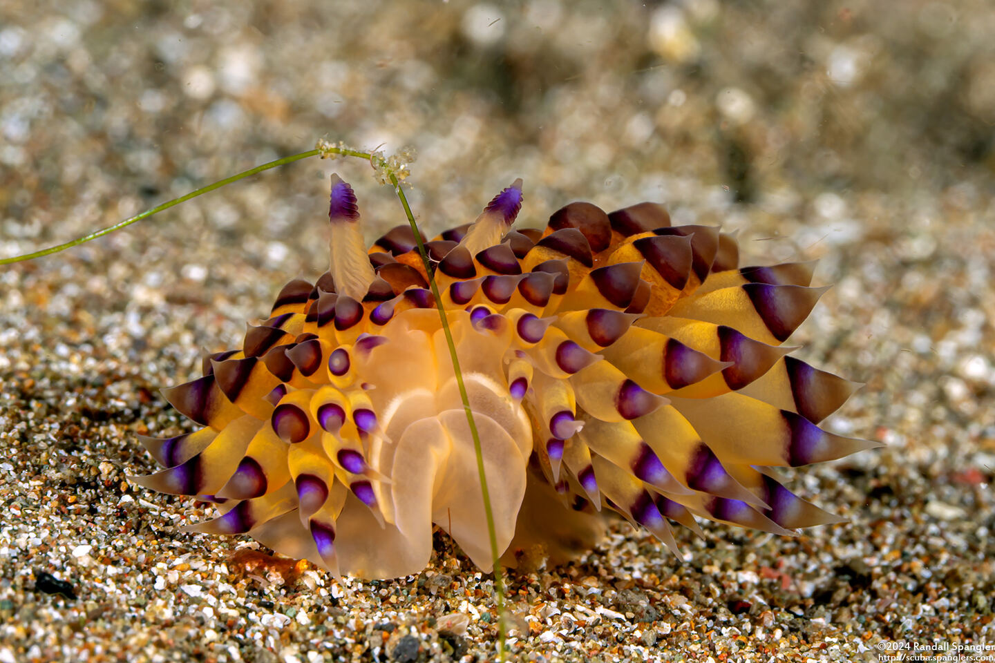 Janolus savinkini (Savinkin's Janolus)