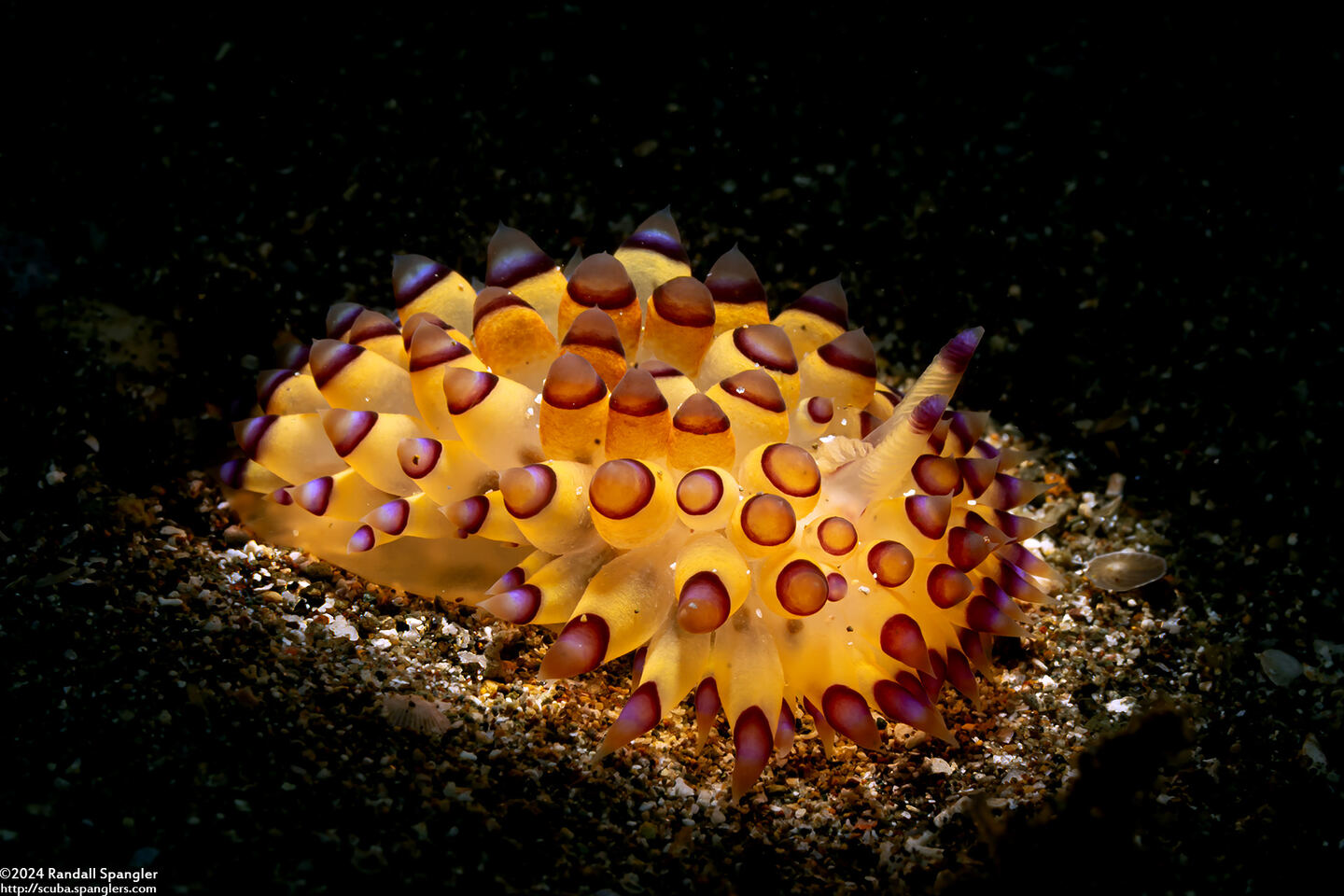 Janolus savinkini (Savinkin's Janolus)