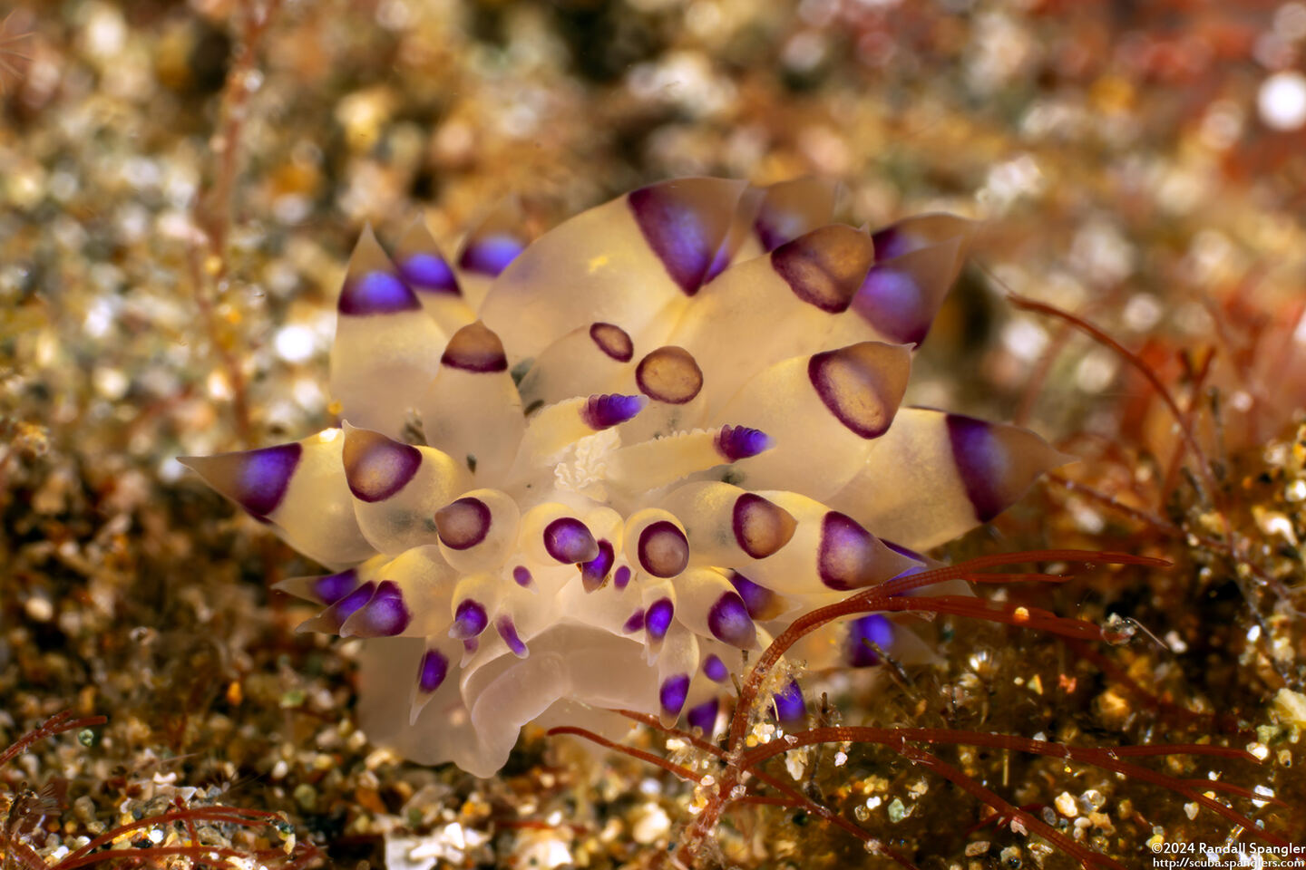 Janolus savinkini (Savinkin's Janolus)