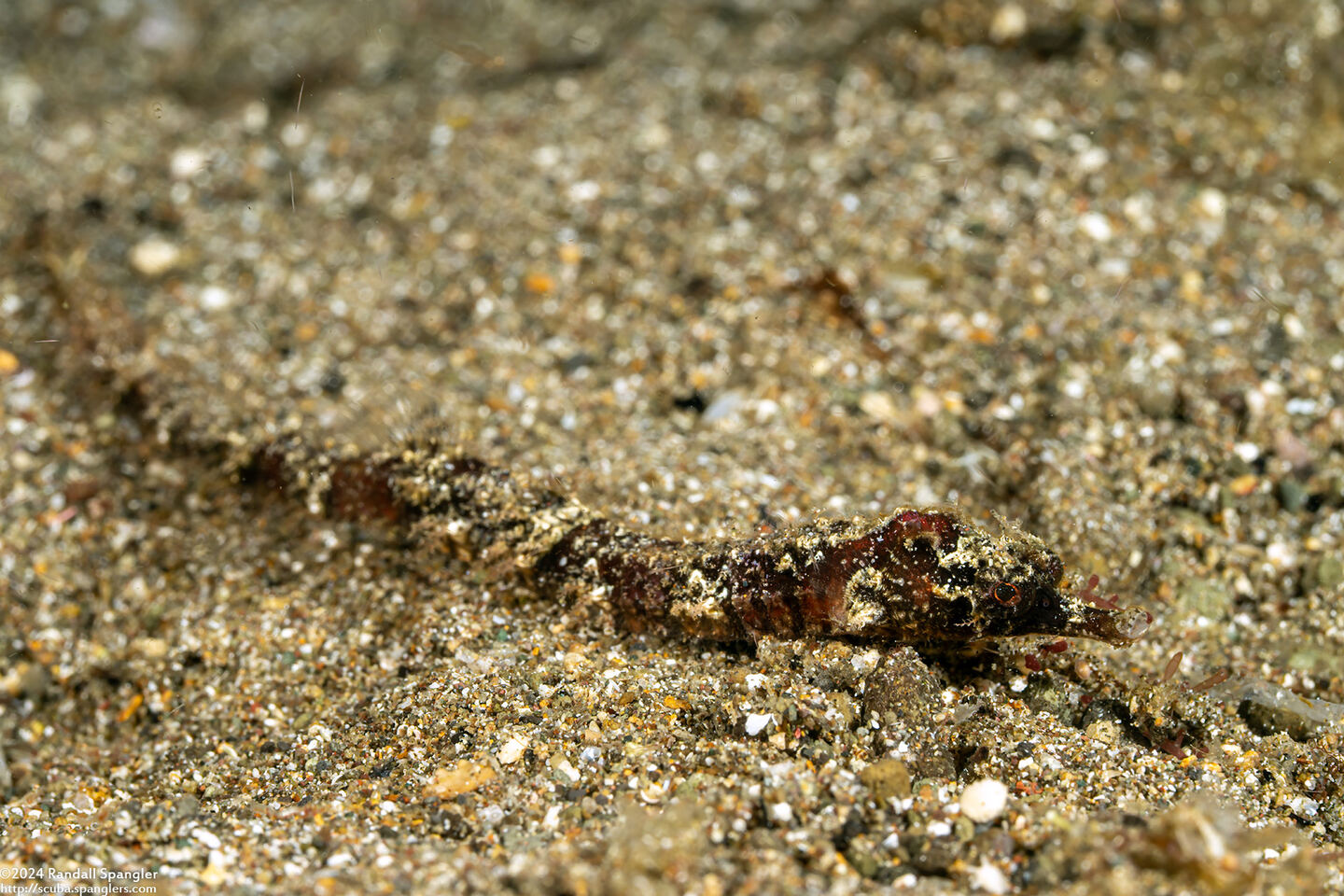 Halicampus mataafae (Samoan Pipefish)