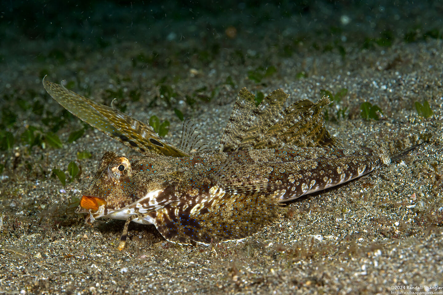 Dactylopus kuiteri (Orange & Black Dragonet)