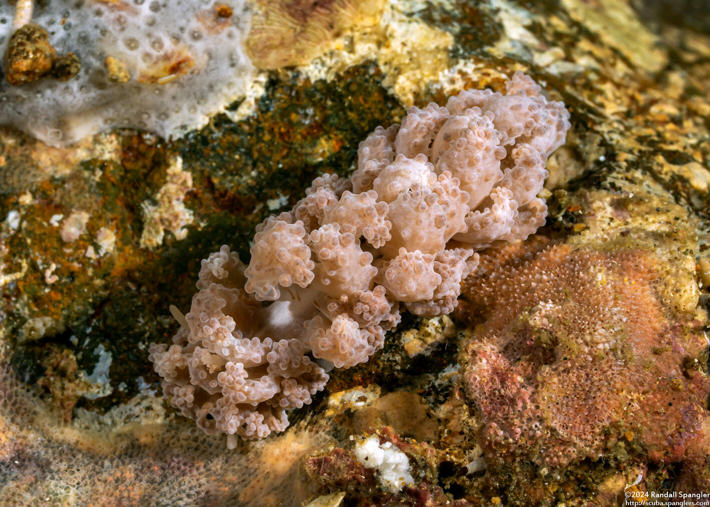 Phyllodesmium tuberculatum (Tuberculate Phyllodesmium)
