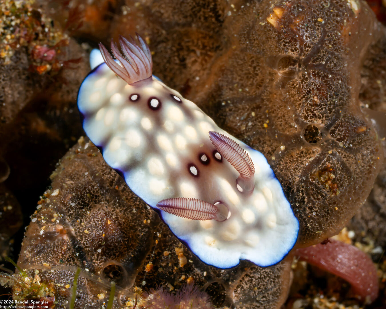 Goniobranchus hintuanensis (Goniobranchus Hintuanensis)