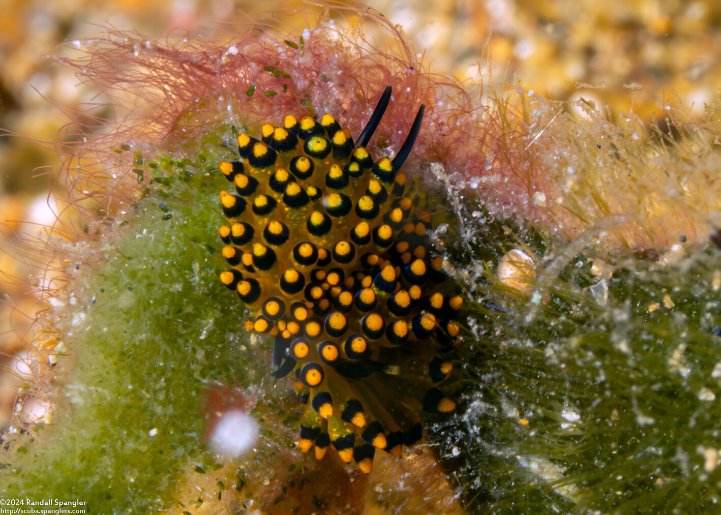 Stiliger ornatus (Ornate Stiliger)