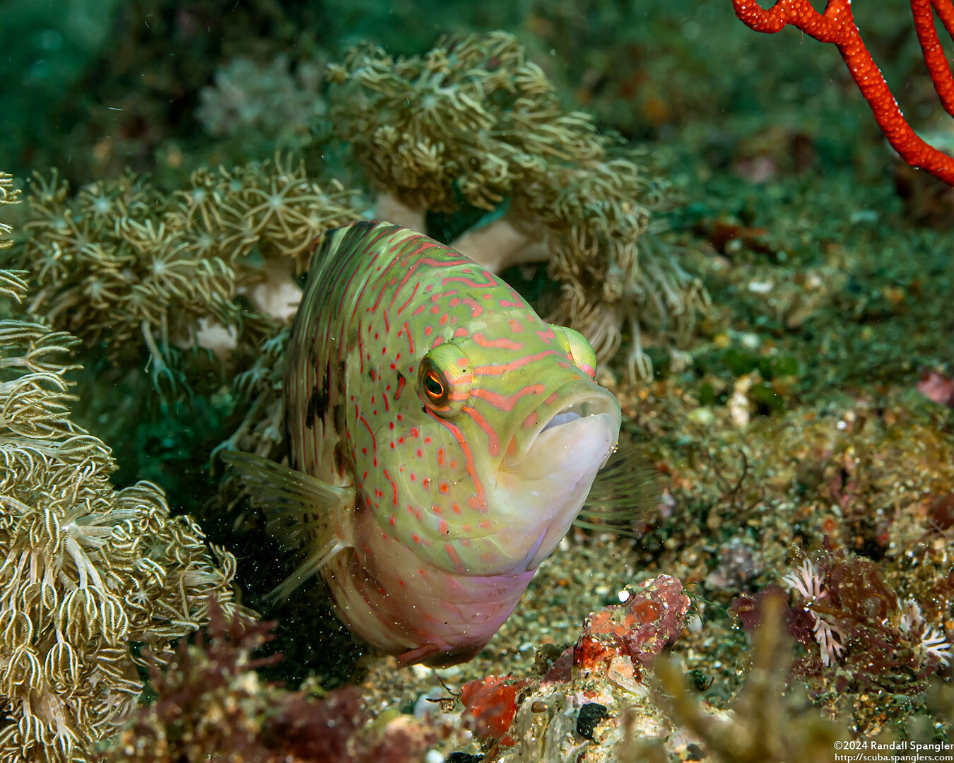 Cheilinus trilobatus (Tripletail Wrasse)