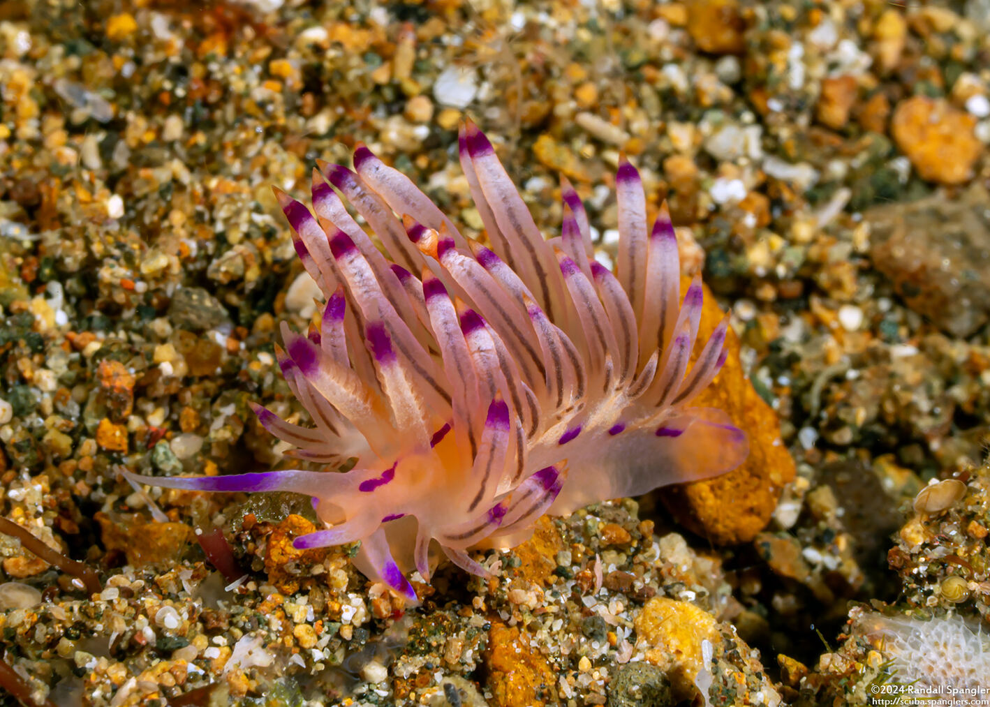 Coryphellina lotos (Lotos Coryphellina)