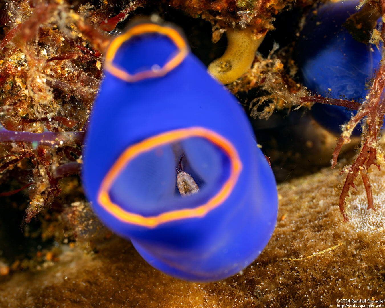 Lysianassidae sp.1 (Tunicate Amphipod)