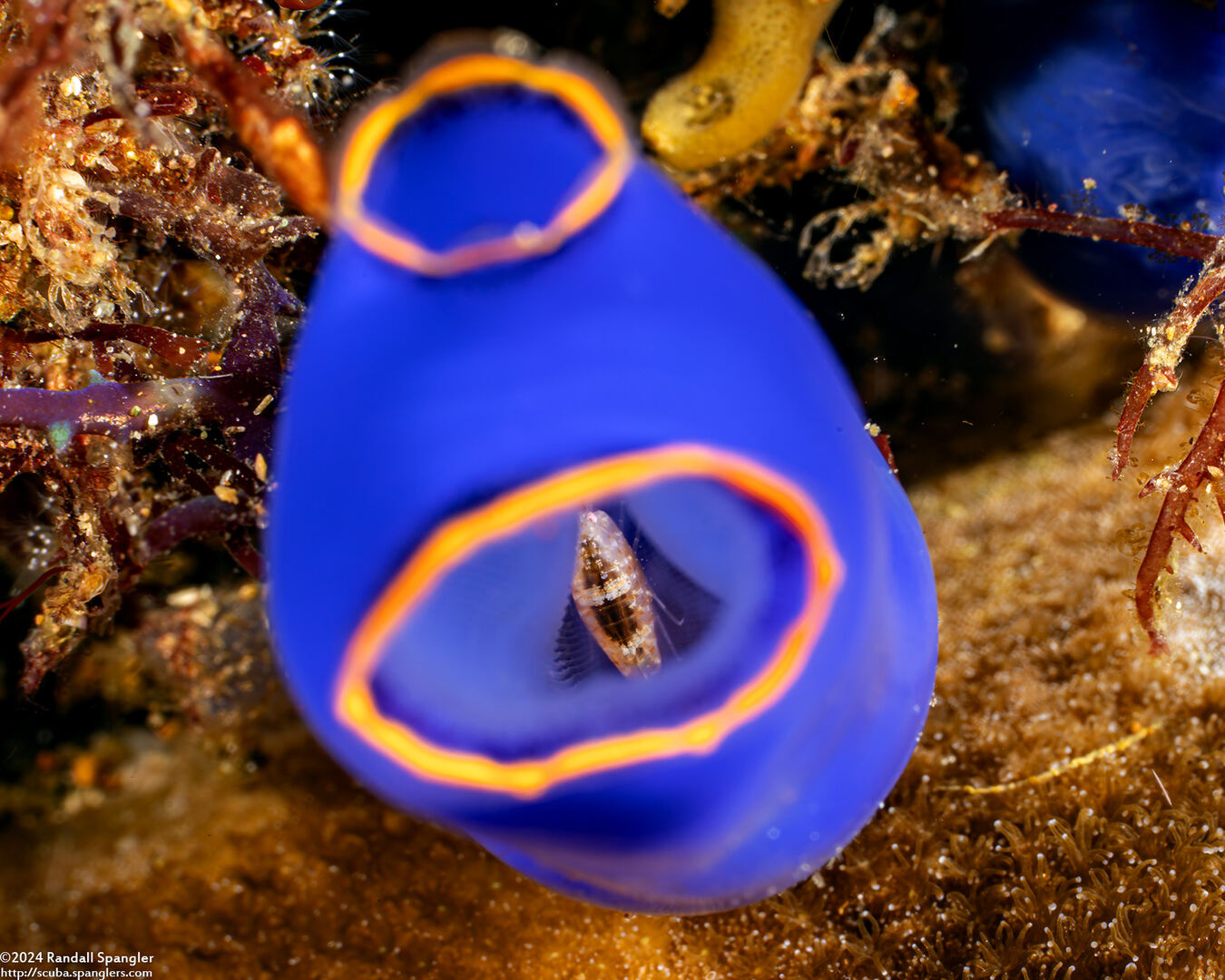 Lysianassidae sp.1 (Tunicate Amphipod)