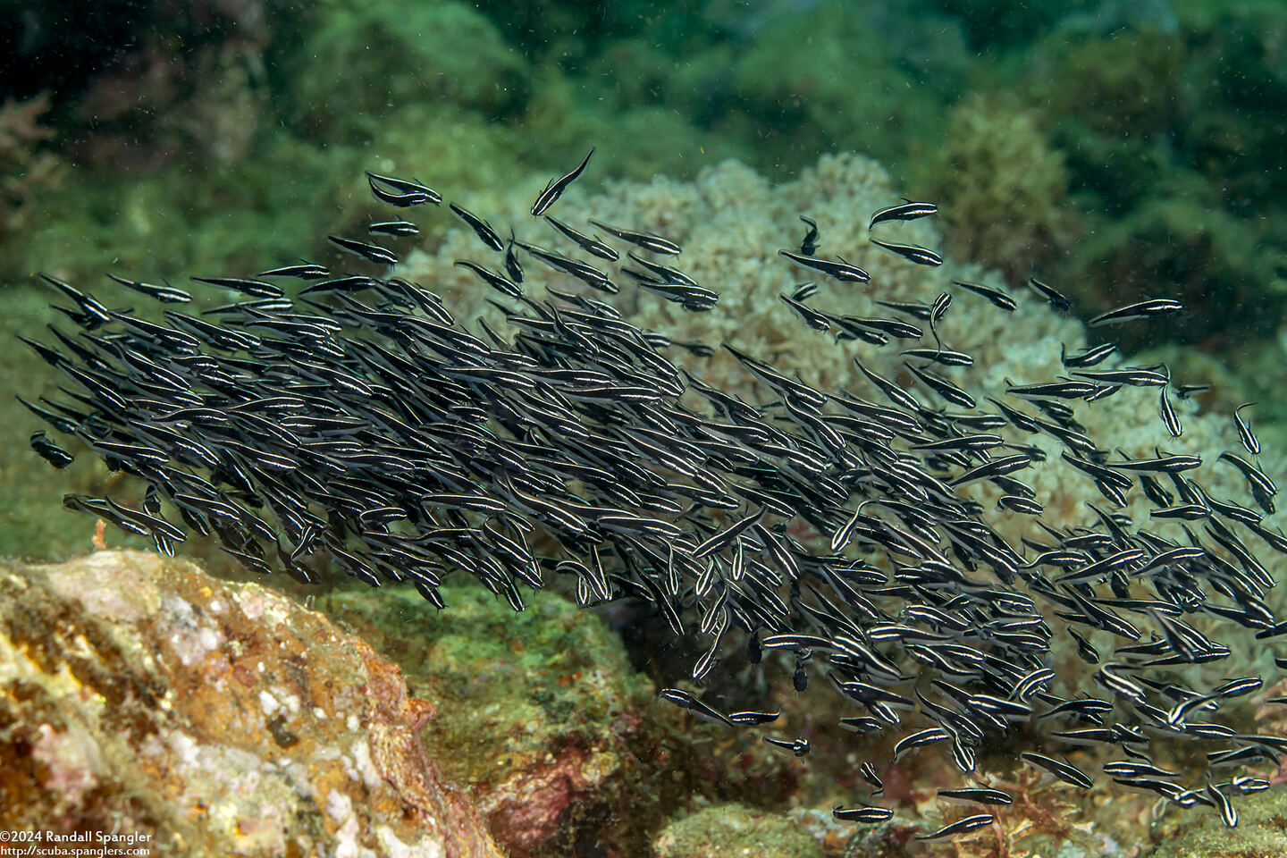 Plotosus lineatus (Striped Catfish)