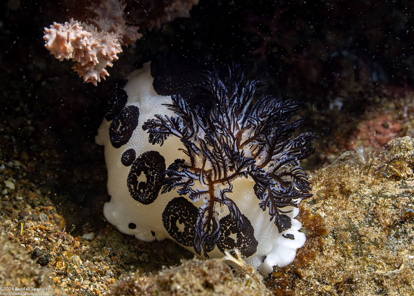 Jorunna funebris (Mourning Jorunna)