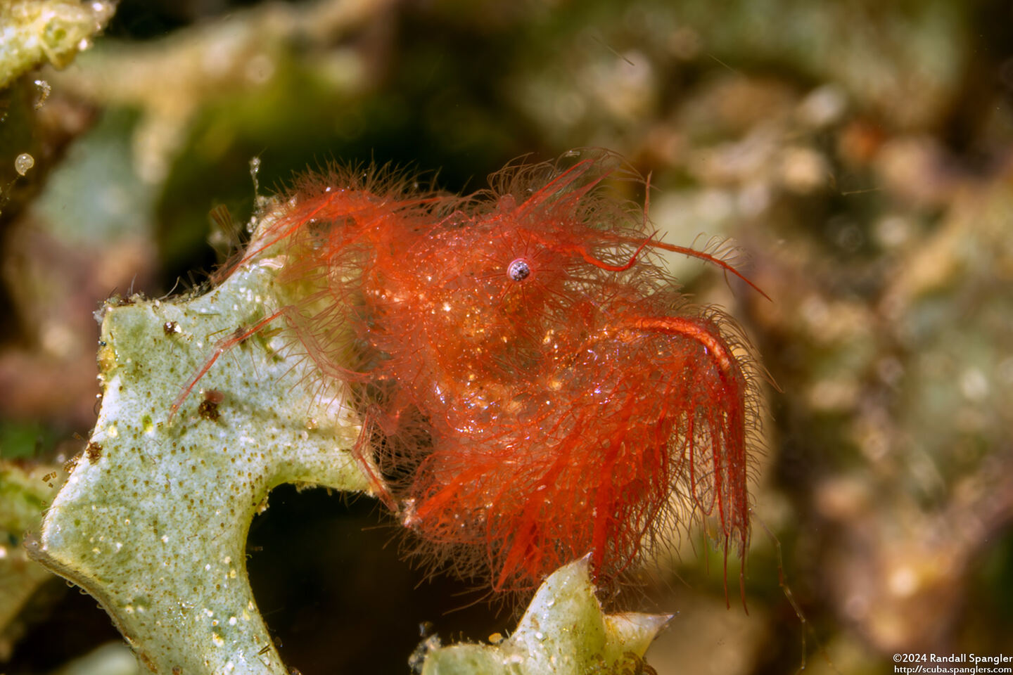 Phycocaris simulans (Red Algae Hairy Shrimp)