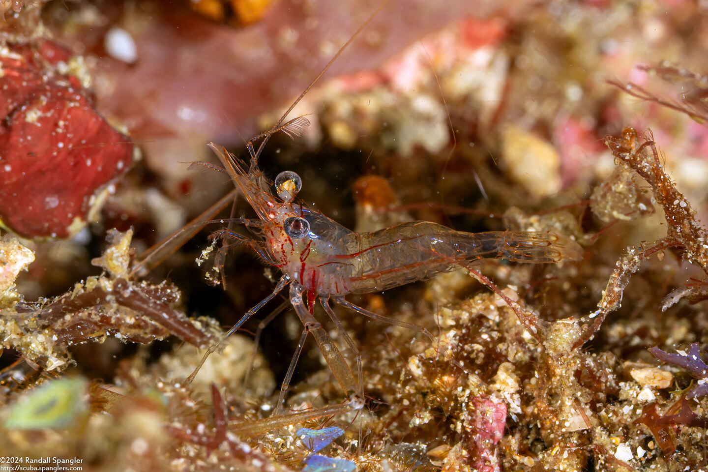 Cuapetes sp.7 (Cuapetes sp.7)