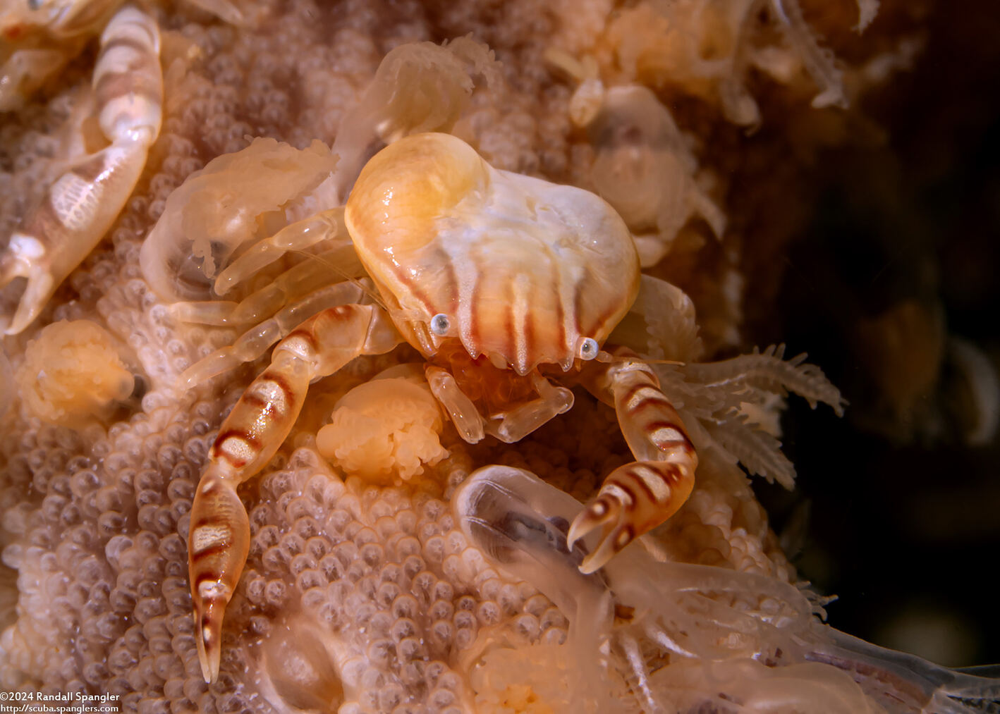 Porcellanella haigae (Haig's Porcelain Crab); Possibly with parasites under carapace