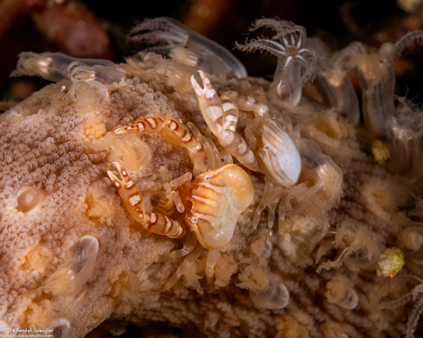 Porcellanella haigae (Haig's Porcelain Crab)