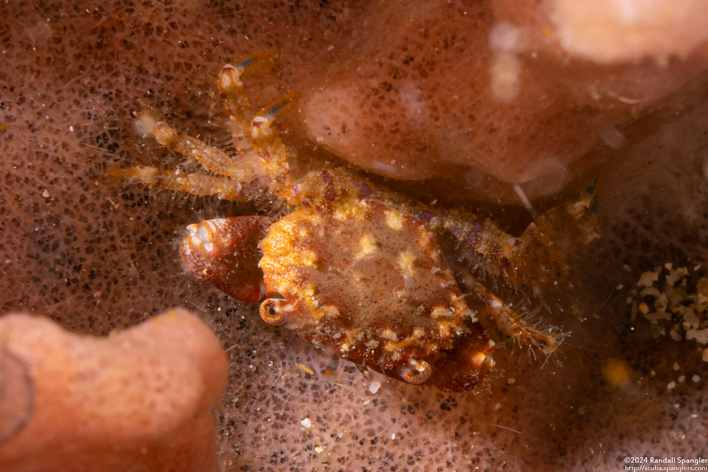 Petrolisthes pubescens (Hairy Porcelain Crab)