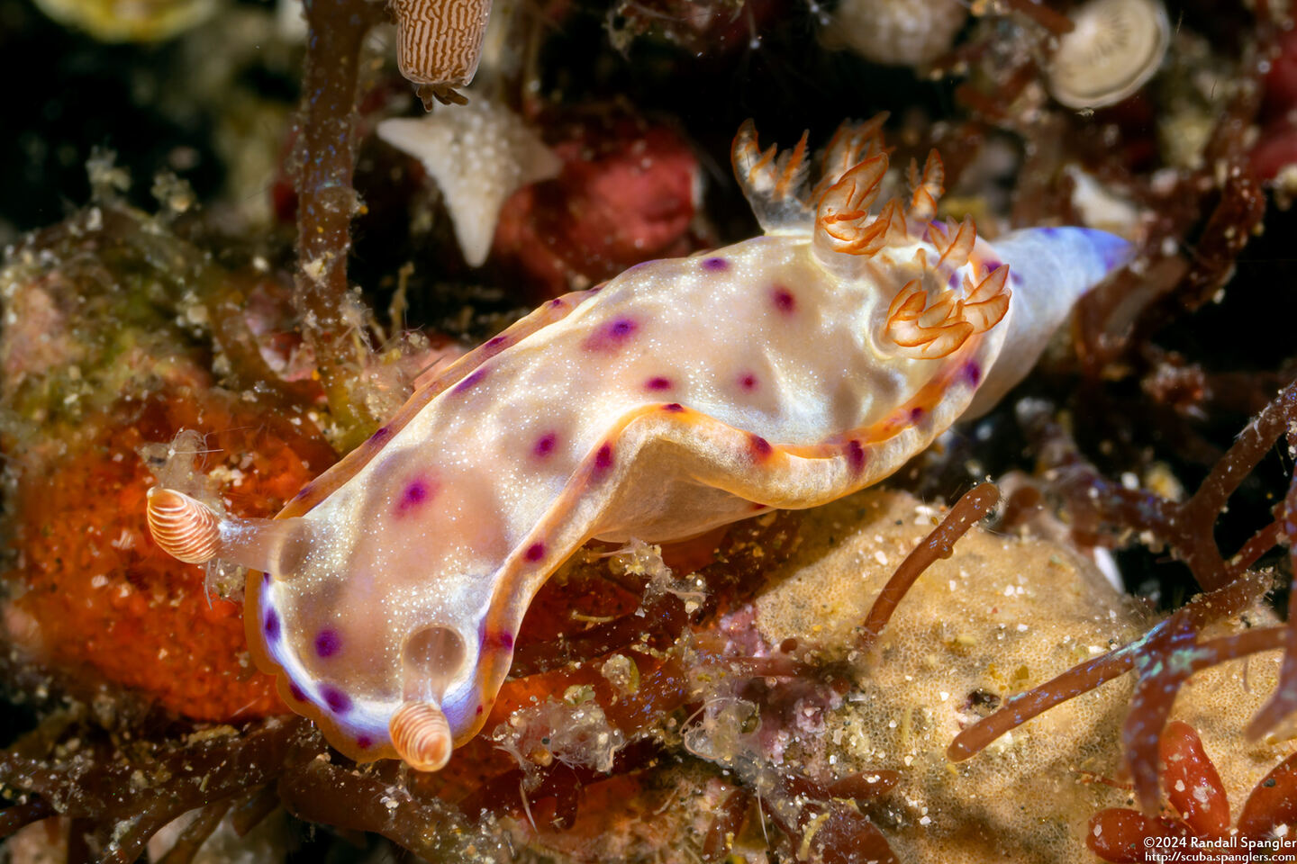 Hexabranchus lacer (Spanish Lace Dancer)