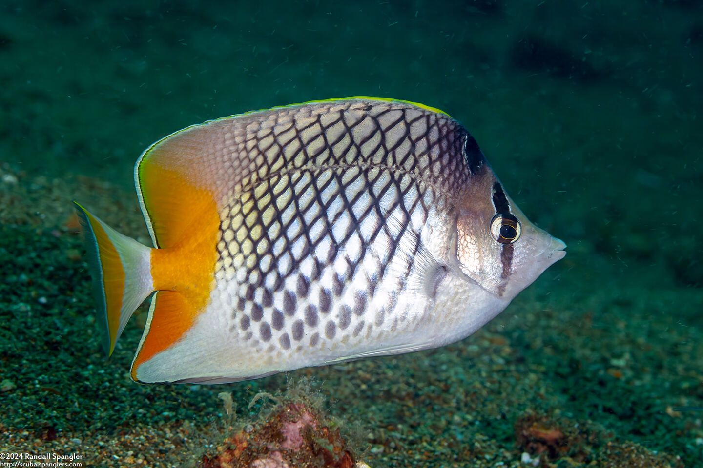 Chaetodon xanthurus (Crosshatch Butterflyfish)