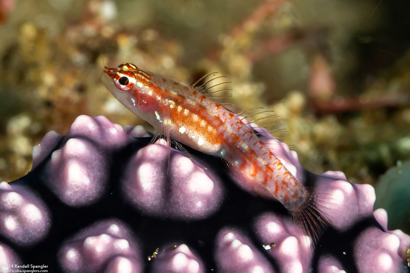 Eviota prasites (Hairfin Dwarfgoby)