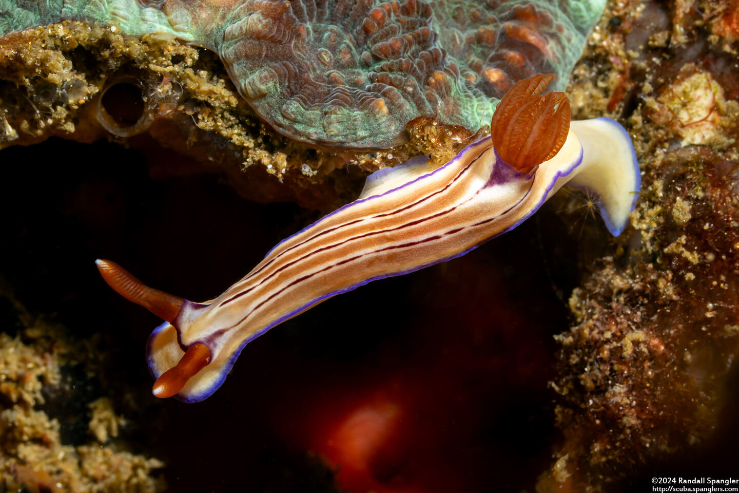 Hypselodoris emma (Emma’s Hypselodoris)