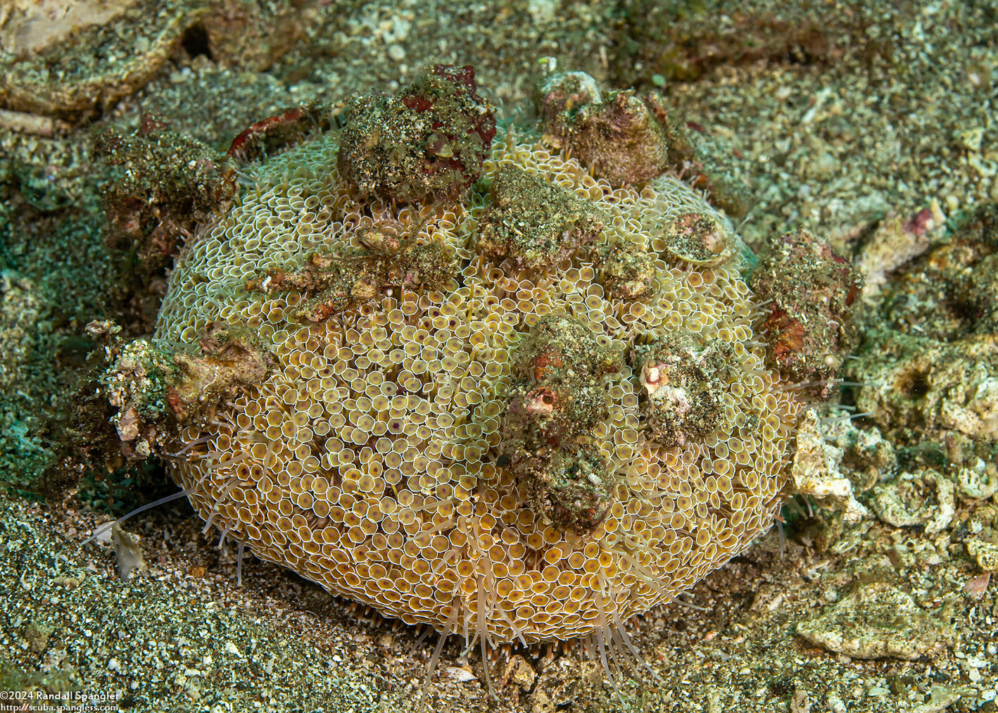 Toxopneustes pileolus (Flower Urchin)