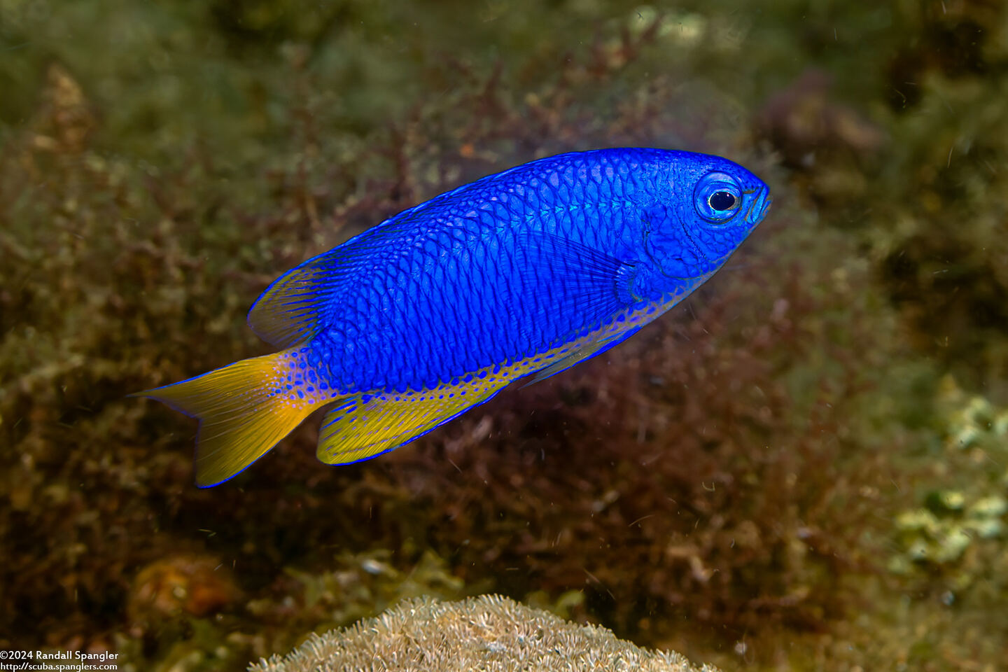 Pomacentrus coelestis (Neon Damsel)