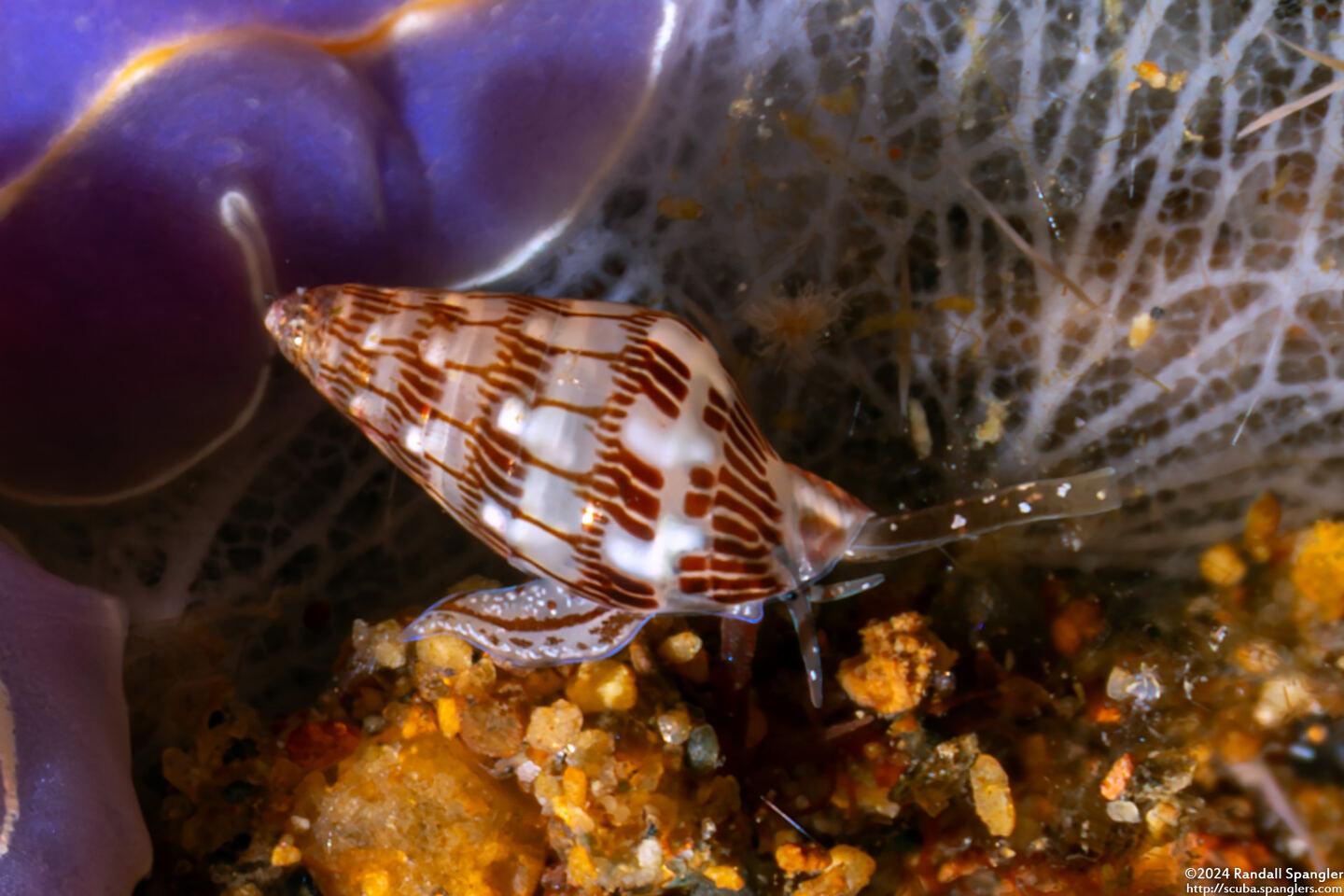 Pyreneola melvilli (Melvill’s Dove Shell)