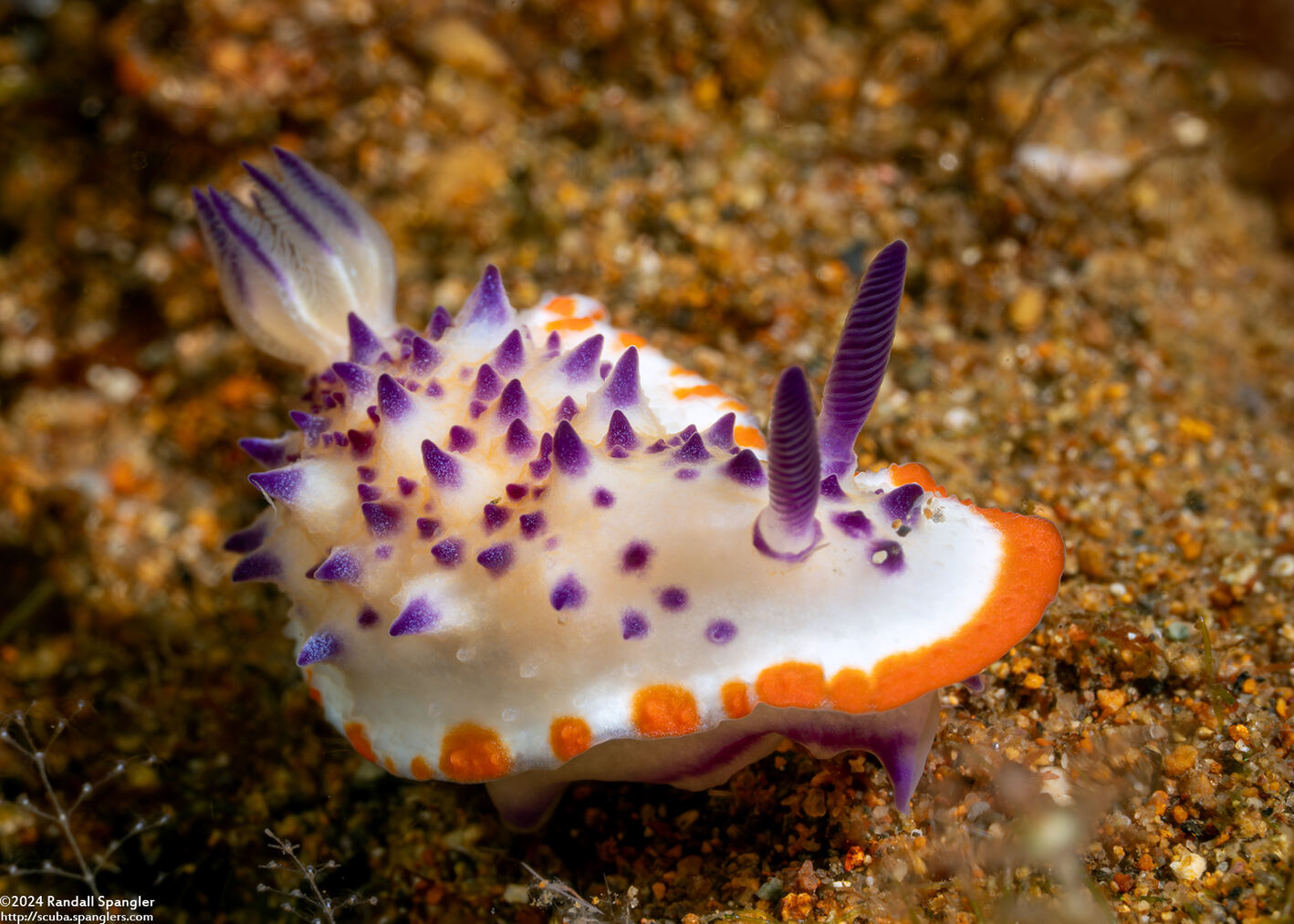 Mexichromis mariei (Purple Mexichromis)